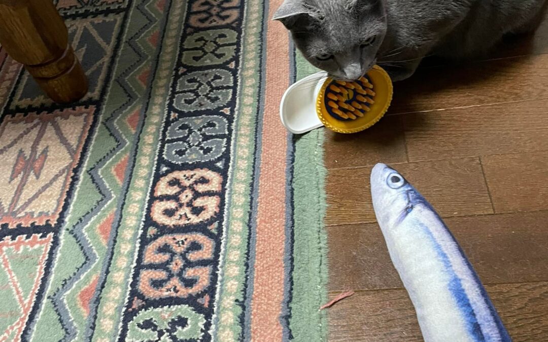 猫に小判？猫を追うより？馬耳東風！